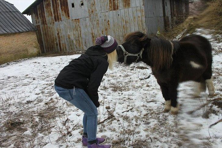 Shetlænder Tin Tin - Kys:* billede 17