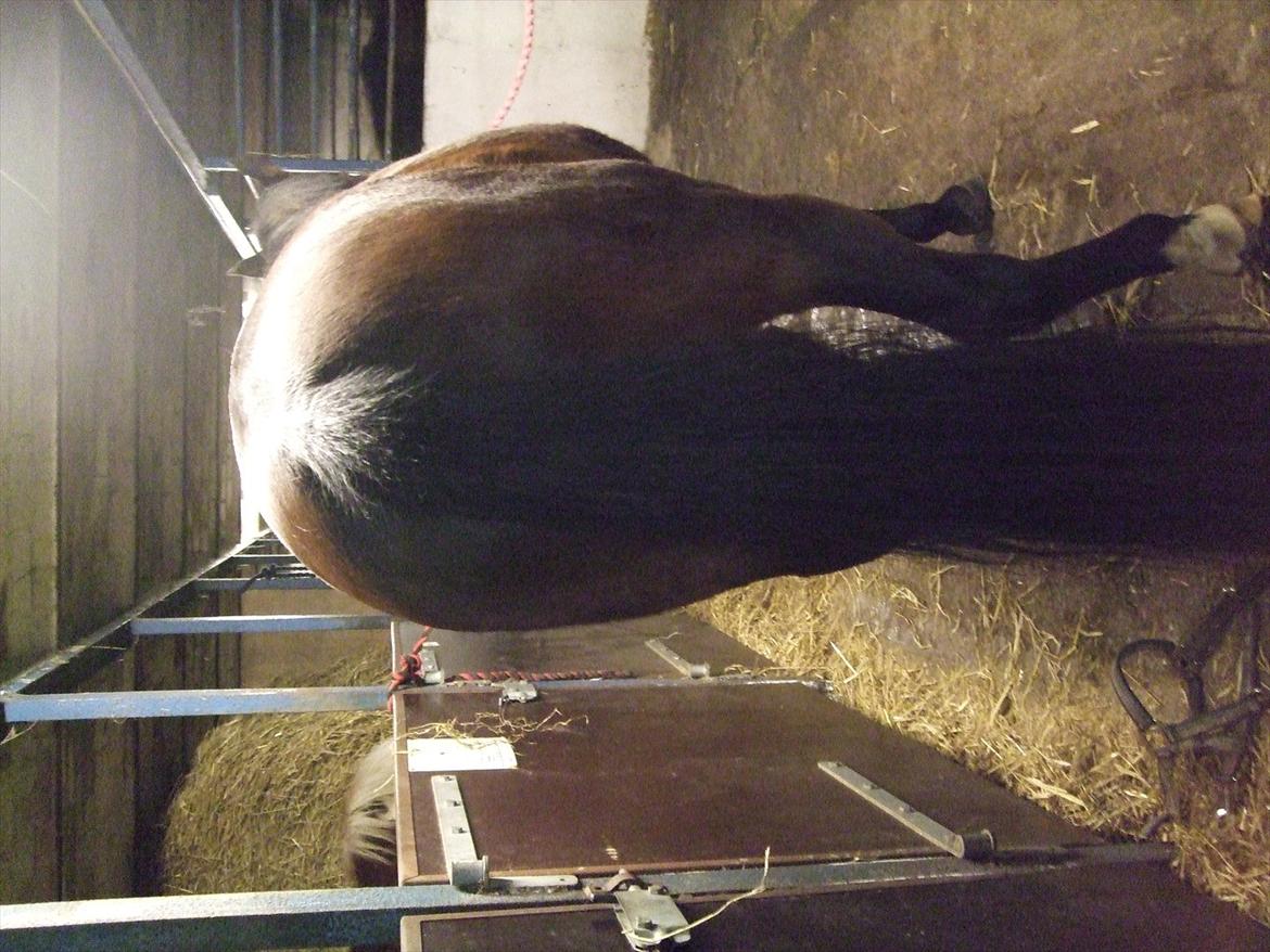 Anden særlig race Dixie My Soulmate <3 - Når enden er go` er alting jo godt <3 billede 18