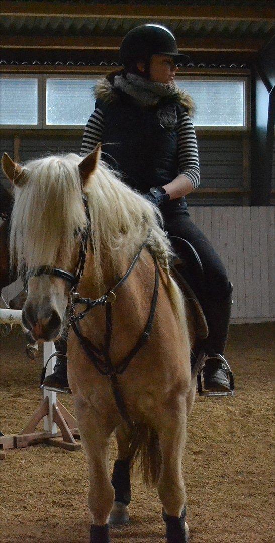 Haflinger Nyegaards Nascha billede 16