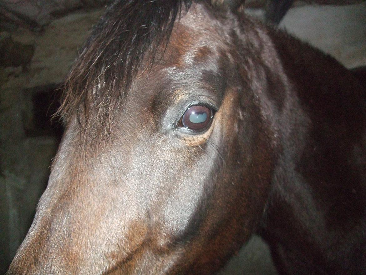 Anden særlig race Dixie My Soulmate <3 - Selv dit øje er perfect <3 billede 9