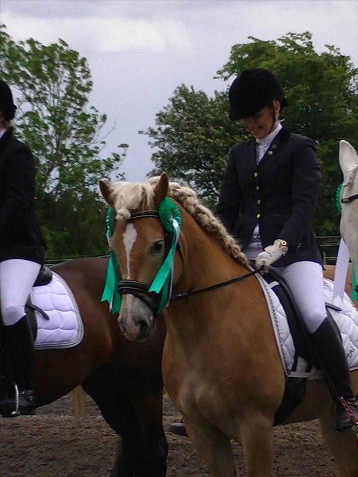 Haflinger Amadeo - til vores første stævne :D billede 1