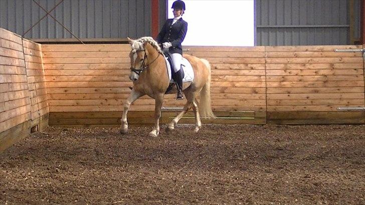 Haflinger Amadeo billede 2