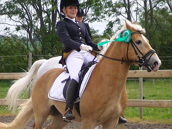 Haflinger Amadeo billede 8