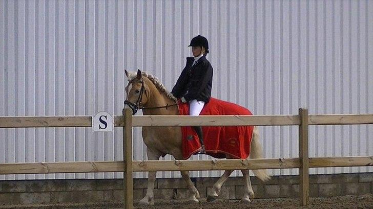 Haflinger Amadeo billede 3