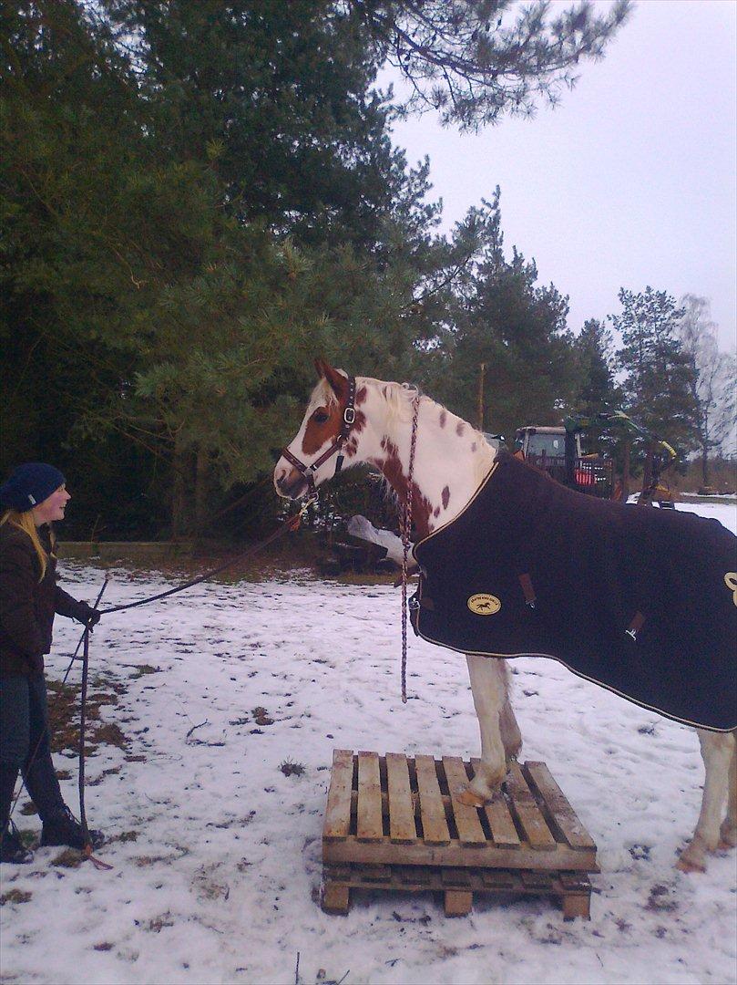 Pinto NAOME - d. 13-02 prøvede vi lige at stå bå nogle paller, Det var lidt underligt, men han var så dygtig <3 billede 14