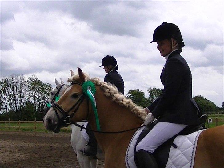 Haflinger Amadeo billede 11