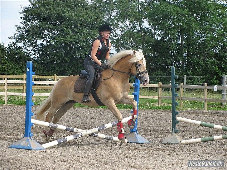 Haflinger Amadeo billede 20