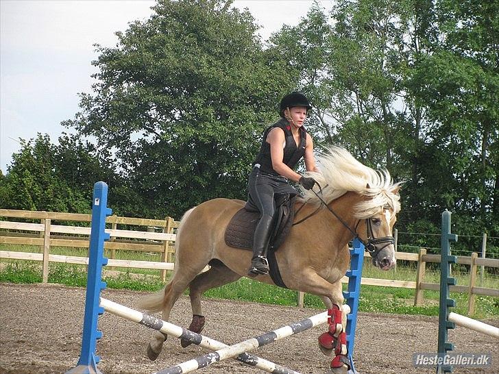 Haflinger Amadeo billede 13