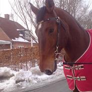 Dansk Varmblod Felicity (gammel part)