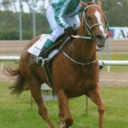 Fuldblod (XX) Sangreal