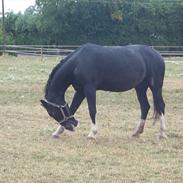 Hollandsk Varmblod Pilara    (kwpn)