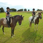 Anden særlig race kimi