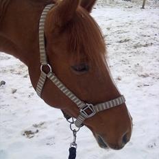 Hollandsk Sportspony Marousha - Hvil i fred :'( <3