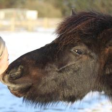 Islænder Vinur fra Langdal