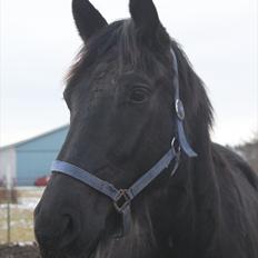 Oldenborg Elvis Højbo