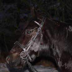 Oldenborg Elvis Højbo