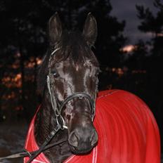 Oldenborg Elvis Højbo