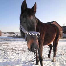 Oldenborg Stjerne af østerholm*tidligere part