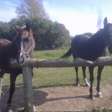 Oldenborg Stjerne af østerholm*tidligere part