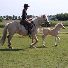 Anden særlig race Milana 