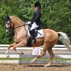 Tysk Sportspony Golden Starlight