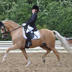 Tysk Sportspony Golden Starlight