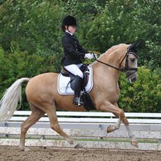 Tysk Sportspony Golden Starlight