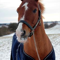 Anden særlig race Firebird