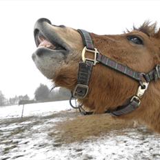 Anden særlig race Mandy