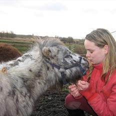 Miniature Bølle Bob