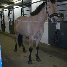 Anden særlig race Chandarm *SOLGT*