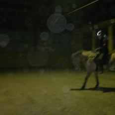 Anden særlig race Chandarm *SOLGT*