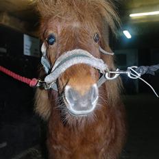 Shetlænder Bølle... [ SOLGT ]