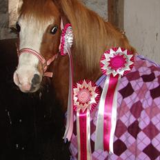 Welsh Mountain (sec A) Mosegaard's Surprice