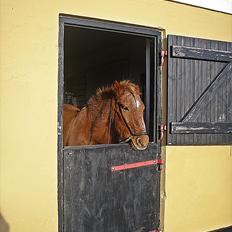 Islænder BLOSSI FLINTERUP