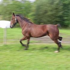 Traver Tulle Wenbo R.I.P