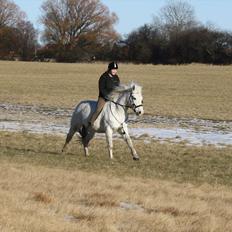 Pinto Rollo | Savnet & elsket foraltid |