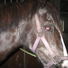 Anden særlig race Pondus