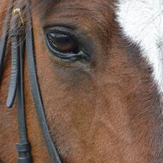 Anden særlig race Bilgårdens Kasmir