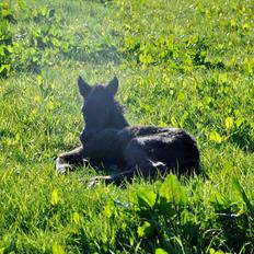 Islænder Vildís fra Mingsegården