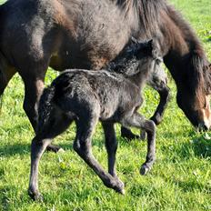 Islænder Vildís fra Mingsegården