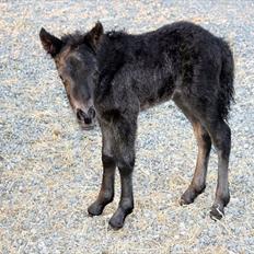 Islænder Vildís fra Mingsegården