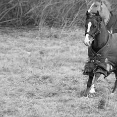 Hollandsk Sportspony Diamant B-pony