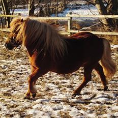 Shetlænder min øjesten Mancini<3