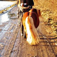 Shetlænder min øjesten Mancini<3