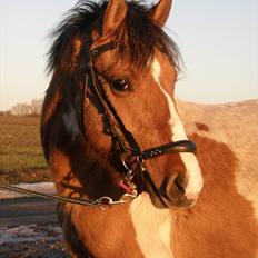 Anden særlig race Freja