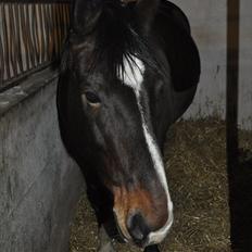 Oldenborg Cille May