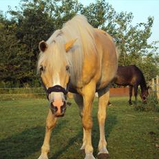 Tyroler Haflinger Bonny