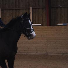 Dansk Varmblod Melissa<3 *den eneste ene*