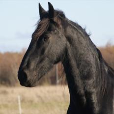 Frieser Twan (solgt)